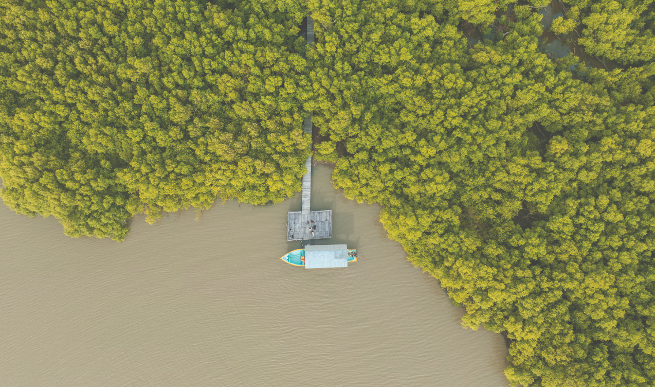 Muthupet Mangrove Trail